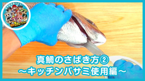 【真鯛】真鯛のさばき方②〜キッチンバサミ使用編〜｜安高水産